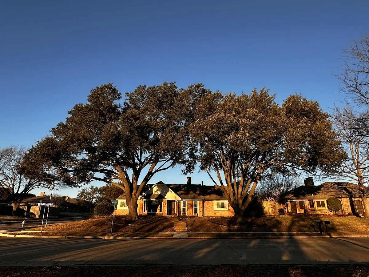 Established residential canopy tree shading a home in Coats
